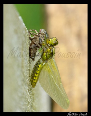 Emergence d'une Libellule déprimée - Libellula depressa